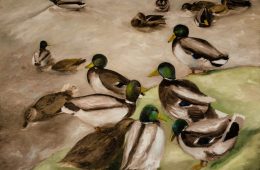 Canards