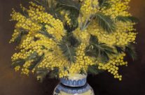 Mimosa dans un vase